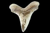Fossil Shark (Cretoxyrhina) Tooth - Kansas #142949-1